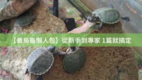 烏龜養兩隻|【養烏龜懶人包】：從新手到專家，1篇就搞定